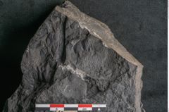 Foto (Detailansicht) von Asplenium hochstetteri Unger (NHMW-GEO-2024-0188-10305)